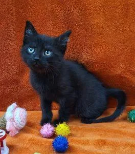 A young medium-sized male Domestic Short Hair cat named Felix for adoption in Bucyrus, OH