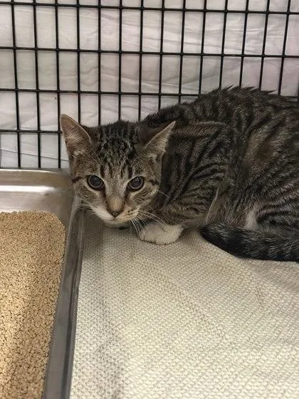 An adult large-sized male Domestic Short Hair cat named Trouble  Blue Collar for adoption in Washington, DC