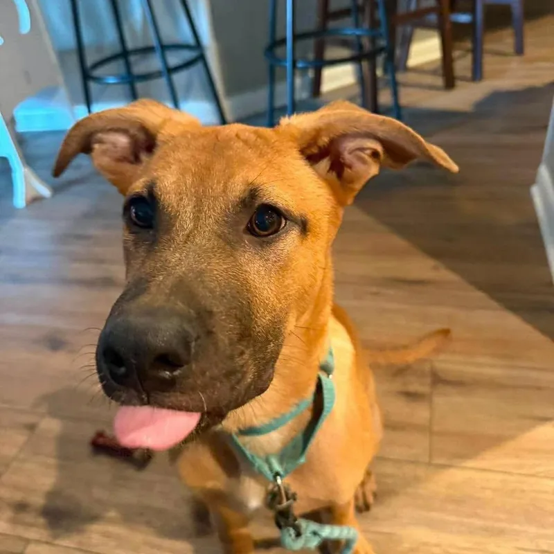 A baby large-sized male German Shepherd Dog dog named Huckleberry for adoption in Fort Worth, TX