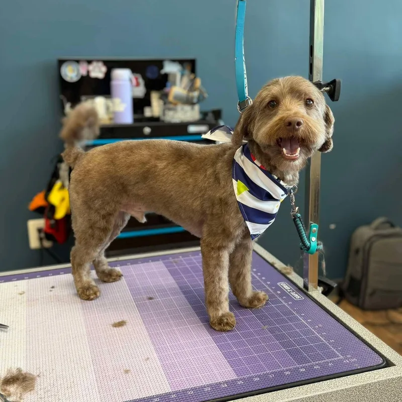 An adult small-sized male Brown / Chocolate Poodle dog named Elwood and Jake for adoption in Sunderland, MD
