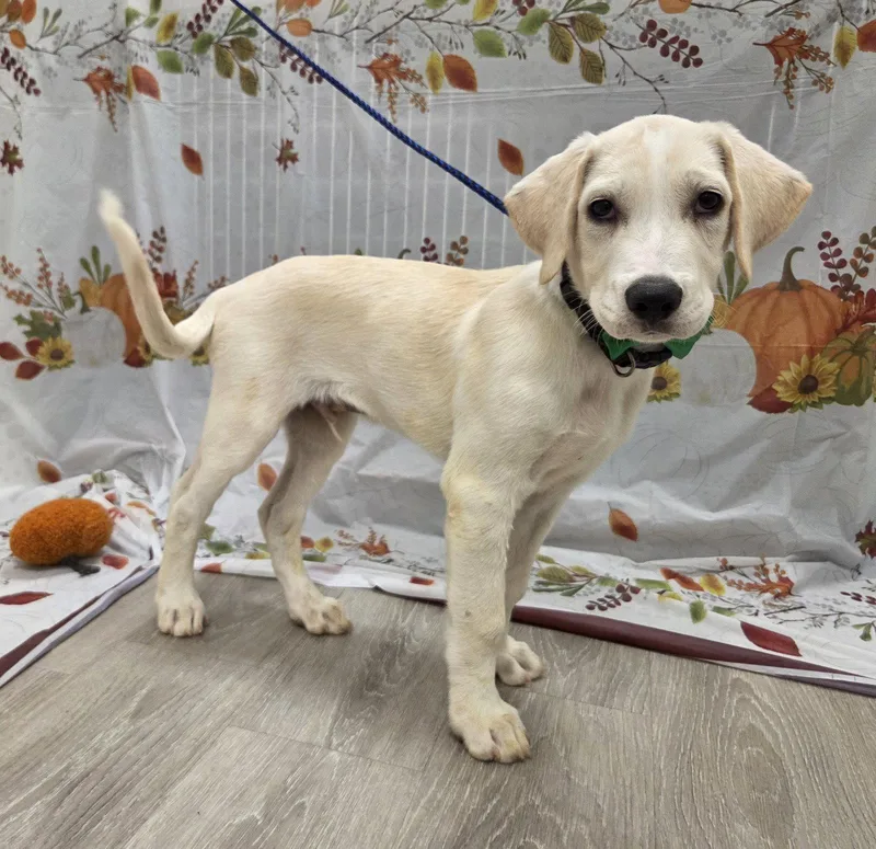 A baby large-sized male Golden Retriever dog named Clover for adoption in Attalla, AL