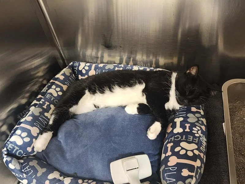 An adult medium-sized female Black & White / Tuxedo Domestic Short Hair cat named Opal for adoption in Chicago, IL