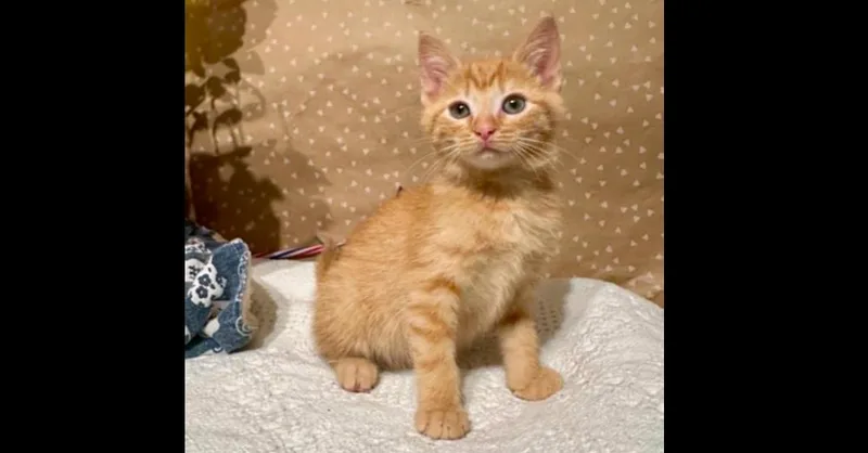 A baby small-sized male Domestic Short Hair cat named Ernest for adoption in Groveland, MA