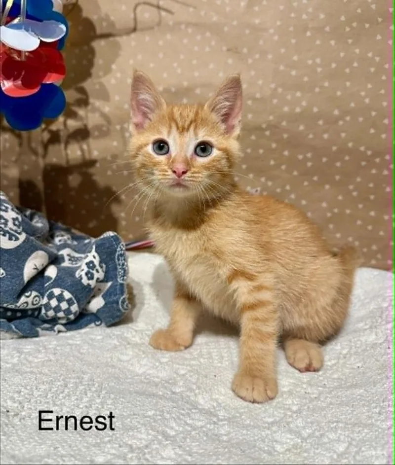 Ernest thumbnail 5