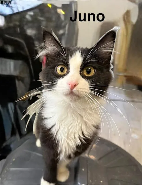 Juno