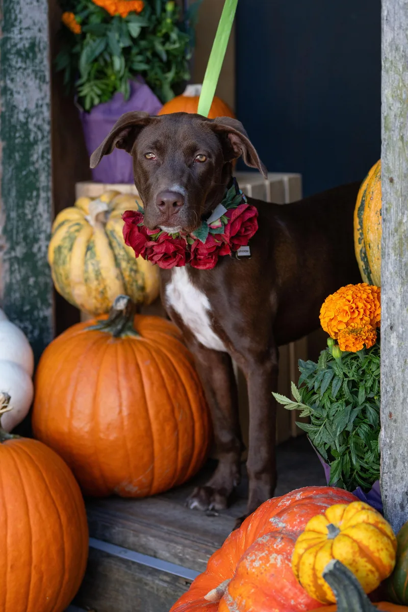 Capuchina thumbnail 2