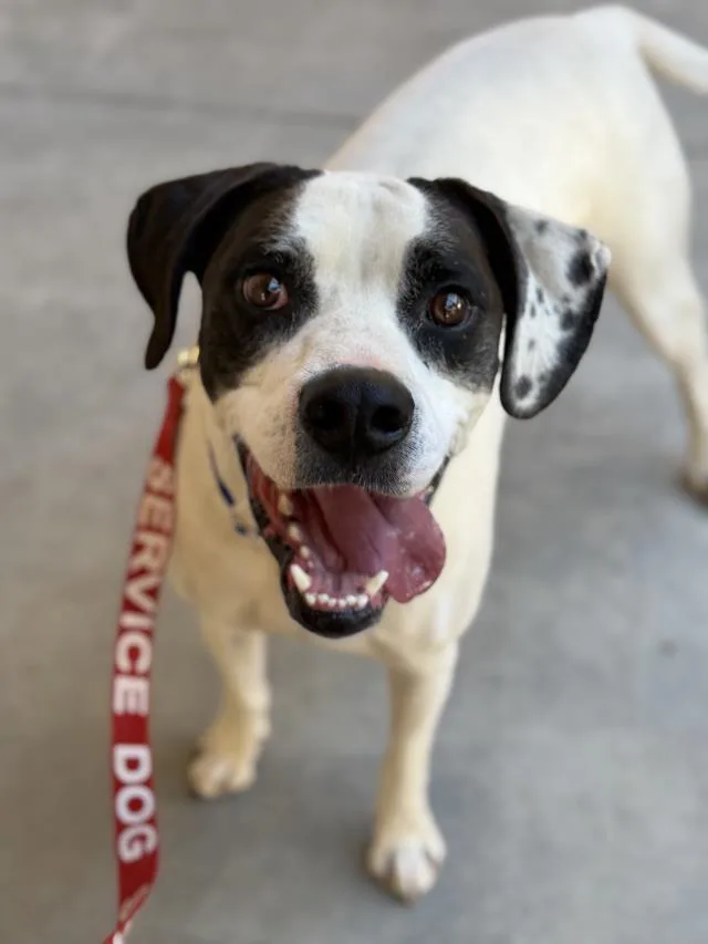 A young large-sized male Boxer dog named Thor for adoption in Santa Maria, CA