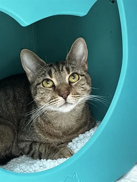 A young large-sized female Domestic Short Hair cat named Sardine for adoption in Fort Lauderdale, FL