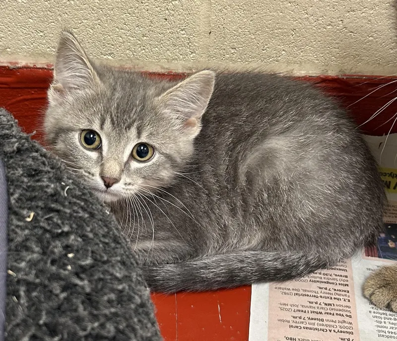 A baby medium-sized female Tabby (Gray / Blue / Silver) Domestic Short Hair cat named Sprinkles for adoption in Mason City, IA