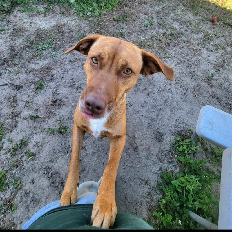 Isabelle thumbnail 3