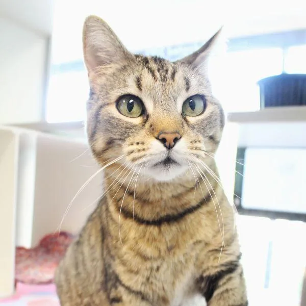 An adult medium-sized female Domestic Short Hair cat named Skittz for adoption in Des Moines, IA