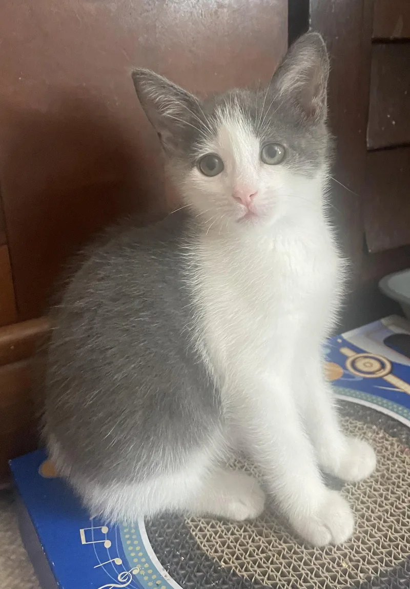 Marbles