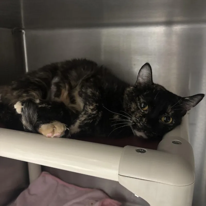 An adult medium-sized female Tortoiseshell Domestic Short Hair cat named Skittles for adoption in San Gabriel, CA