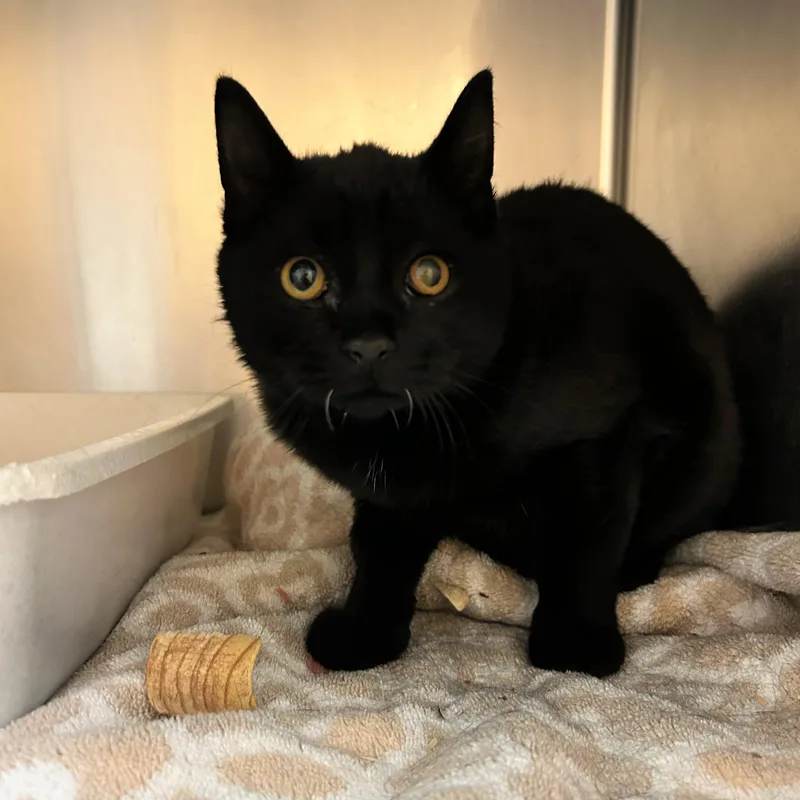 A baby medium-sized male Black Domestic Short Hair cat named Dracula for adoption in Lindon, UT
