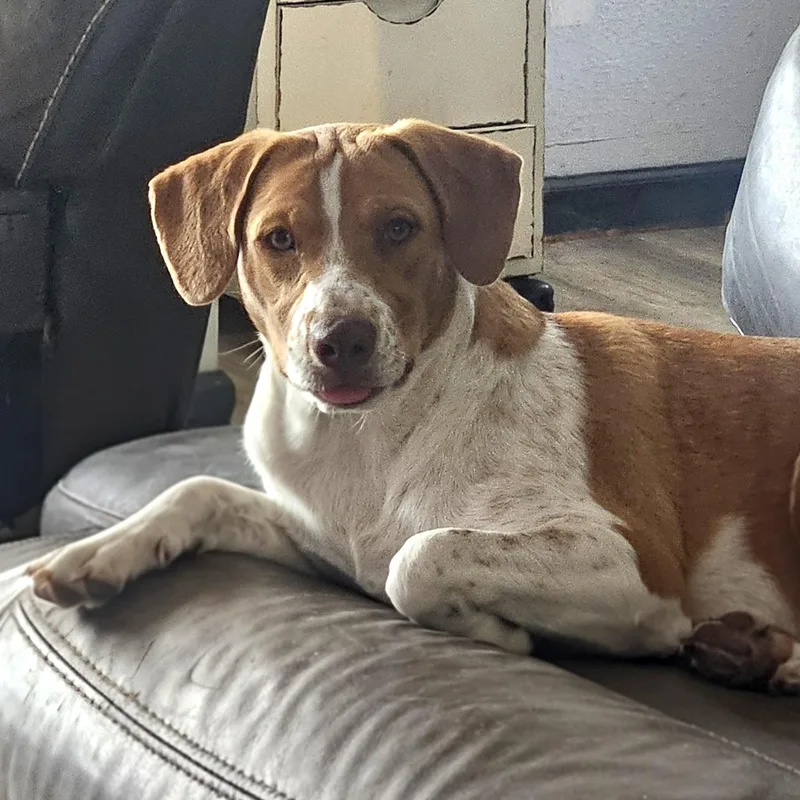 A young medium-sized female Apricot / Beige Beagle dog named Hannah for adoption in CORPUS CHRISTI, TX