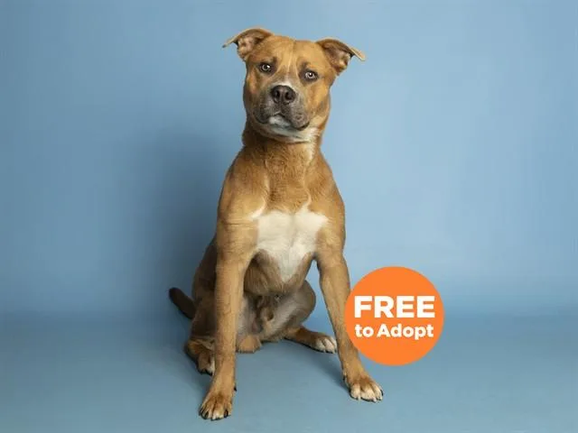 A young large-sized male Pit Bull Terrier dog named Milton for adoption in Phoenix, AZ