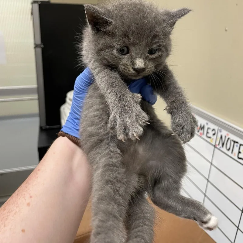 A baby small-sized male Black Domestic Short Hair cat named Dr. Pepper for adoption in Columbus, GA