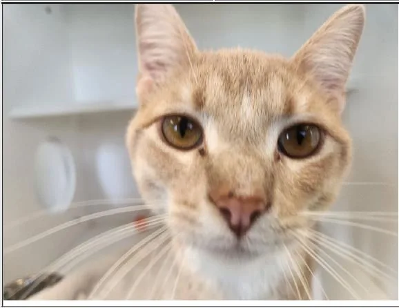 A young medium-sized male Orange & White Domestic Short Hair cat named Russ for adoption in Greenfield, IN