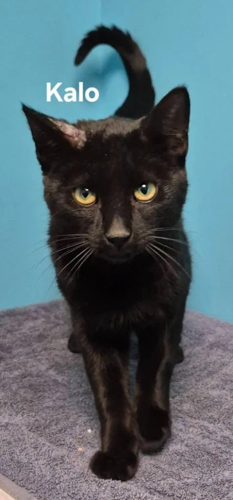A young medium-sized male Domestic Short Hair cat named Kalo for adoption in Kendallville, IN