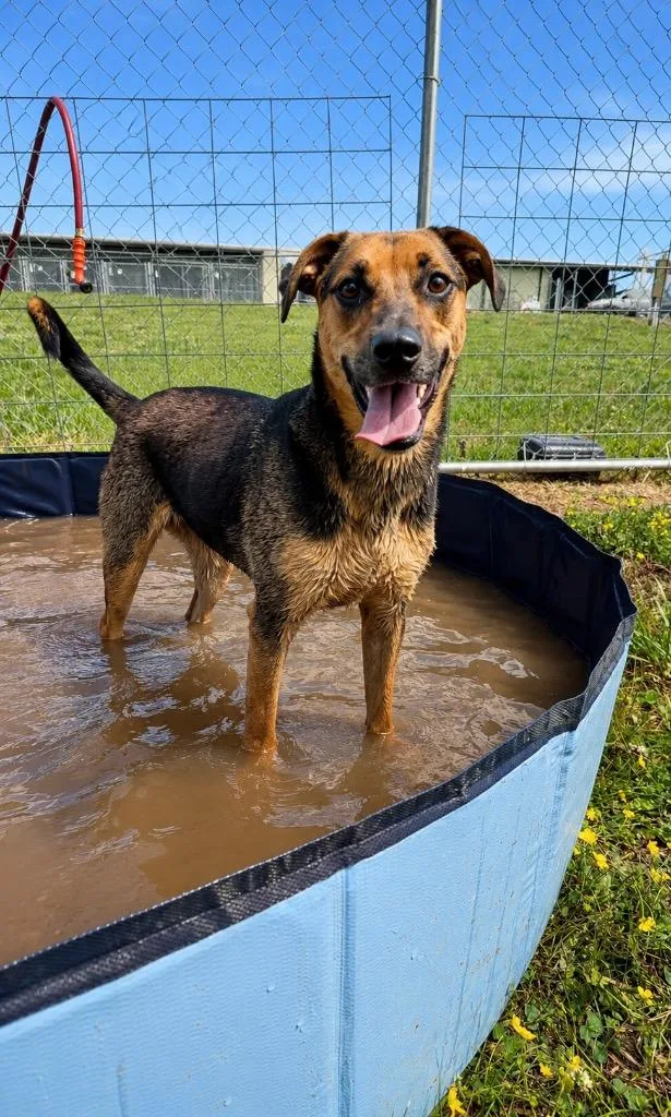 A young large-sized female Mixed Breed dog named Molly for adoption in Chickamauga , GA