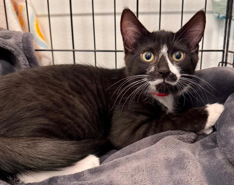 A baby small-sized male Domestic Short Hair cat named Stache for adoption in Leonardtown, MD