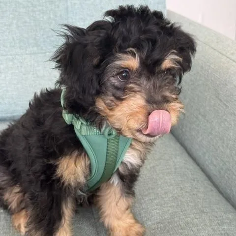 A baby small-sized male Bicolor Mixed Breed dog named Rocky for adoption in Palm Desert, CA