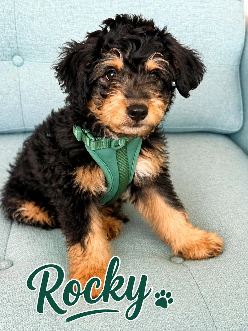 Rocky thumbnail 3