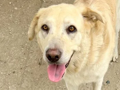 An adult large-sized male Apricot / Beige Mixed Breed dog named Gustave for adoption in Georgetown, TX