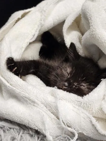 A baby small-sized male Domestic Short Hair cat named Gusteau for adoption in West Chester, PA