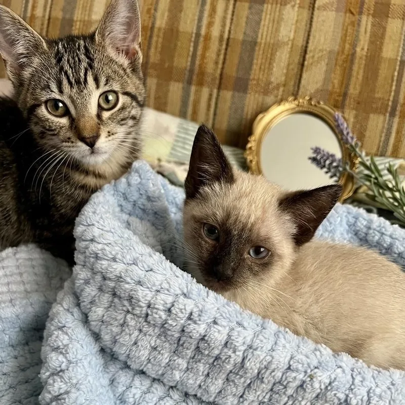 A baby medium-sized male Seal Point Siamese cat named Zues for adoption in Houston, TX