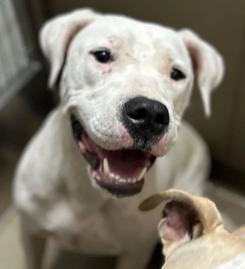 A young medium-sized female Mixed Breed dog named Audrey Fay for adoption in Rome, GA
