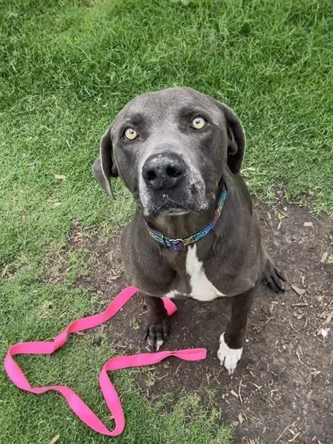 An adult large-sized male Weimaraner dog named Leo for adoption in Corpus Christi, TX