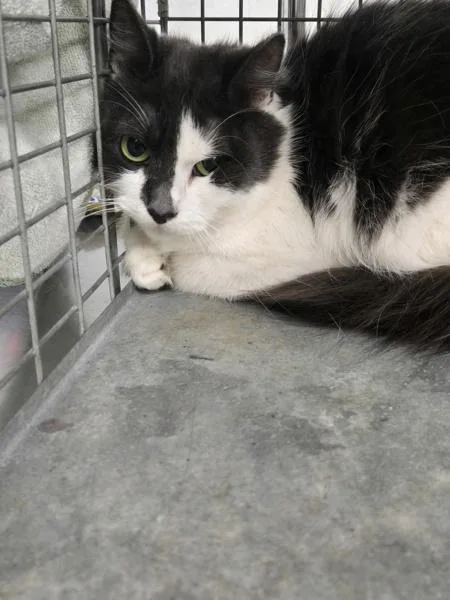 An adult medium-sized female Domestic Medium Hair cat named Zaphira for adoption in Millersville, MD