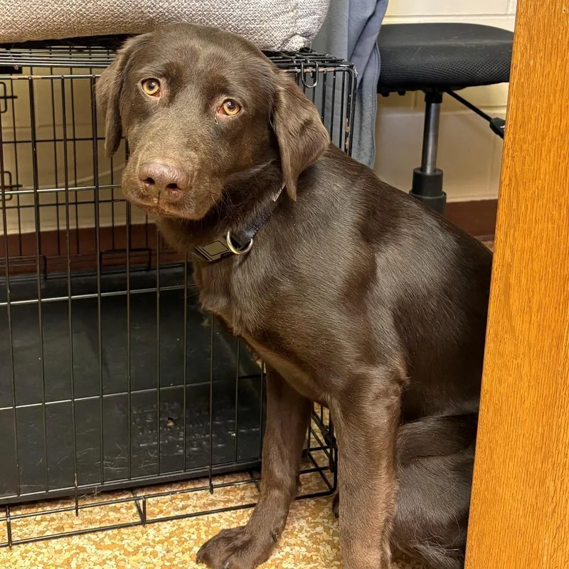 A young medium-sized female Brown / Chocolate Chocolate Labrador Retriever dog named Cocoa for adoption in Chehalis, WA