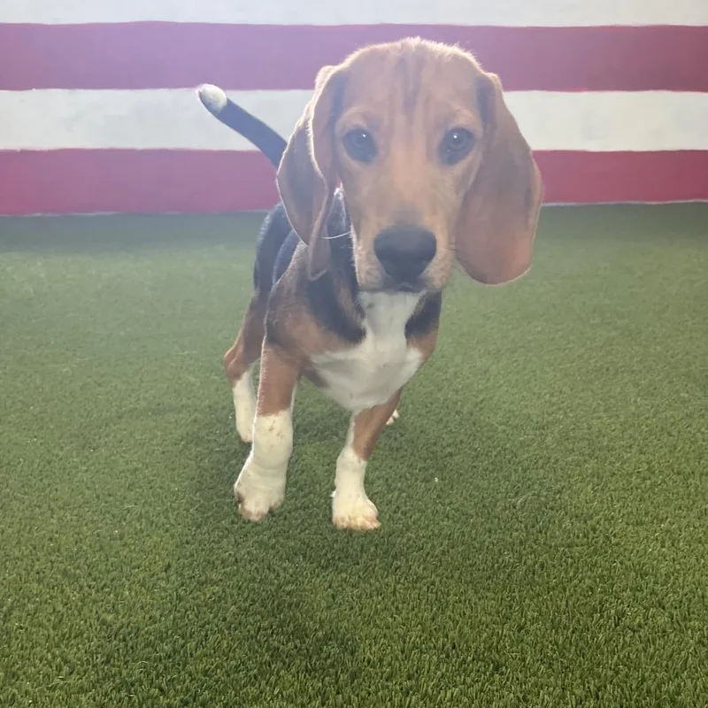 A baby small-sized male Yellow / Tan / Blond / Fawn Beagle dog named YPE aka Zazu for adoption in LOXAHATCHEE, FL