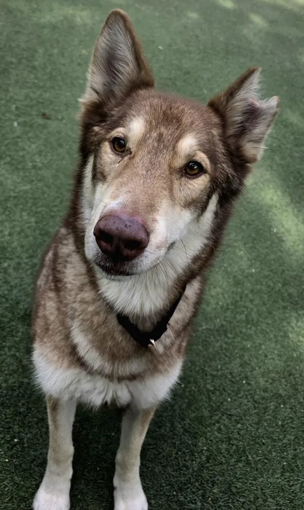 Leonardo thumbnail 2