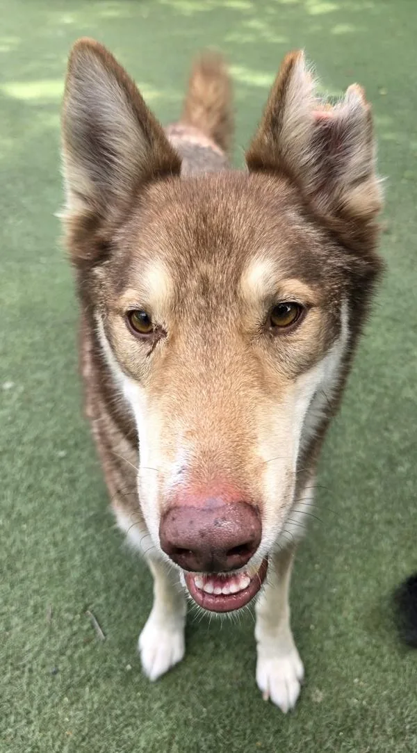 Leonardo thumbnail 3