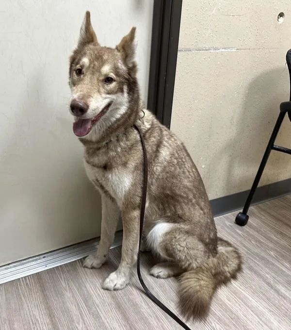 Leonardo thumbnail 4