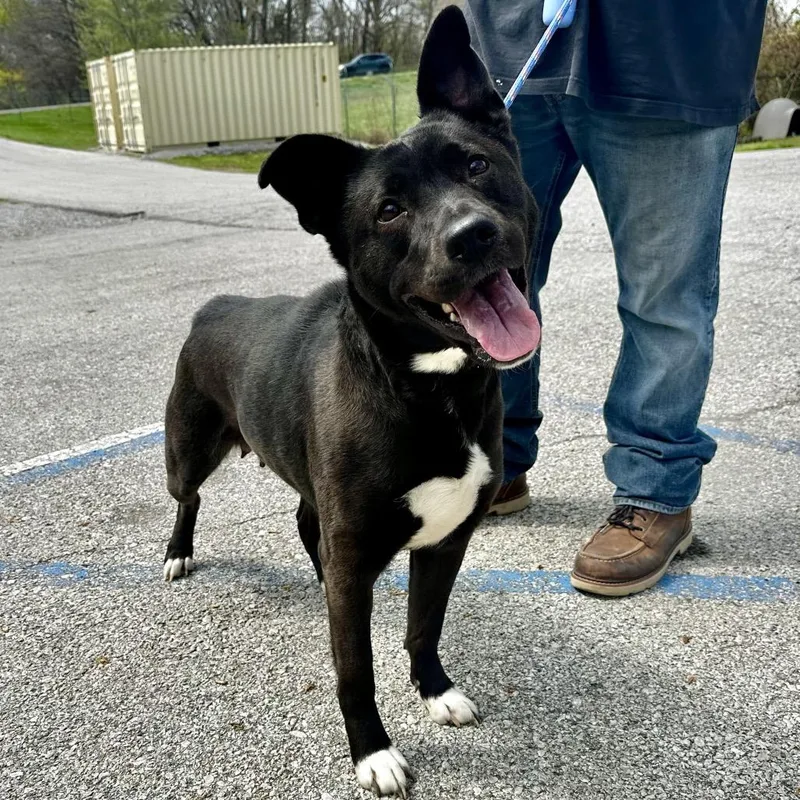 An adult medium-sized female Black Mixed Breed dog named Zeppelin for adoption in Warrensburg, MO