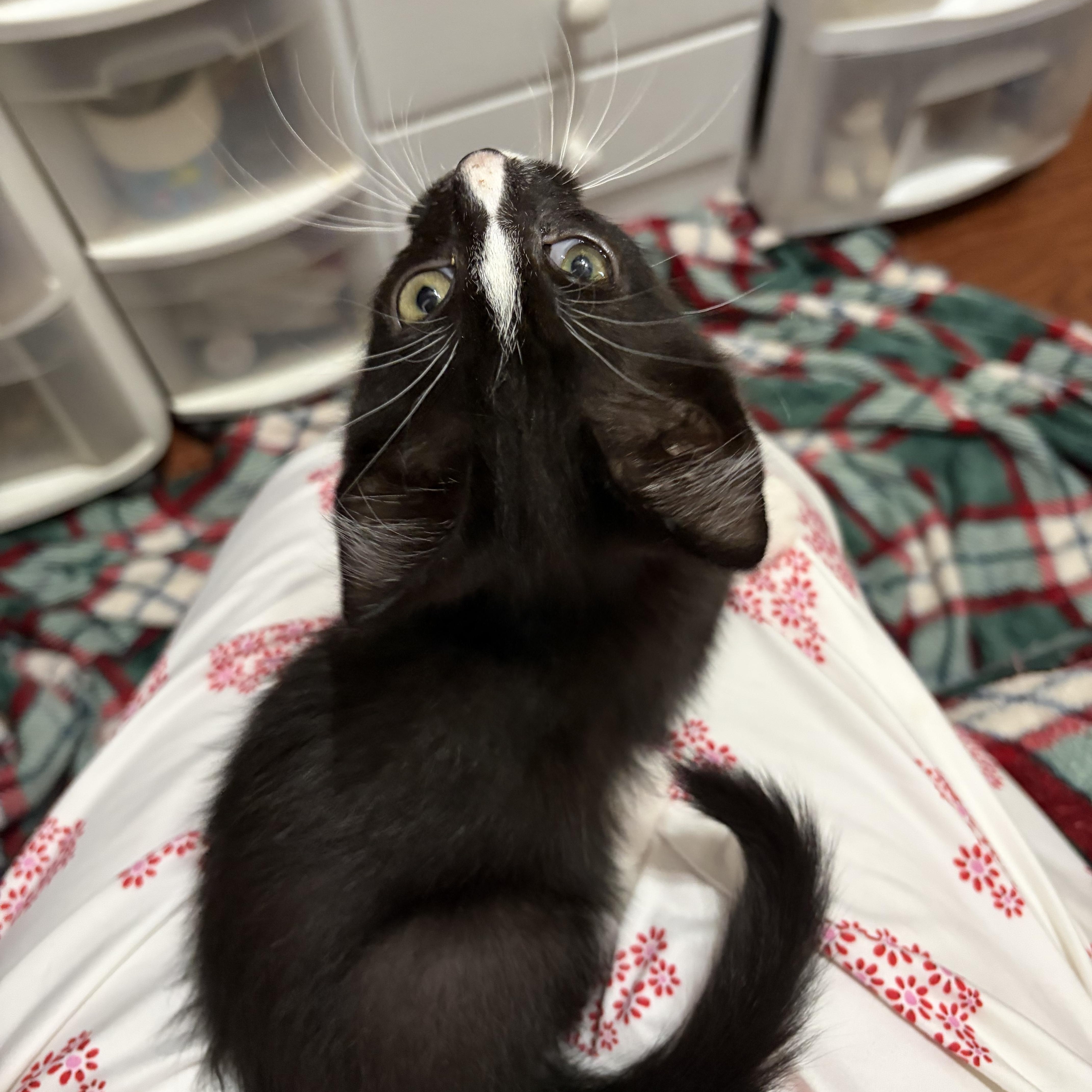 A baby medium-sized male Black & White / Tuxedo Domestic Short Hair cat named Donut for adoption in Muncie, IN