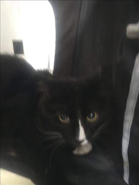 An adult large-sized male Domestic Short Hair cat named Pelusa for adoption in Los Angeles, CA