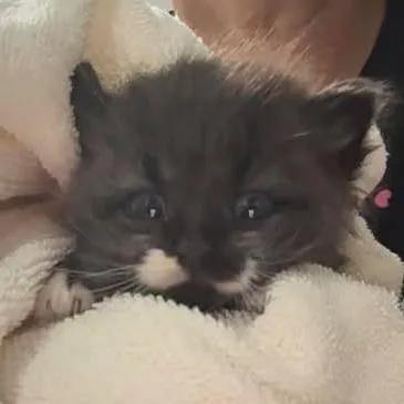 A baby medium-sized female Gray & White Domestic Medium Hair cat named Charli for adoption in Beulaville, NC