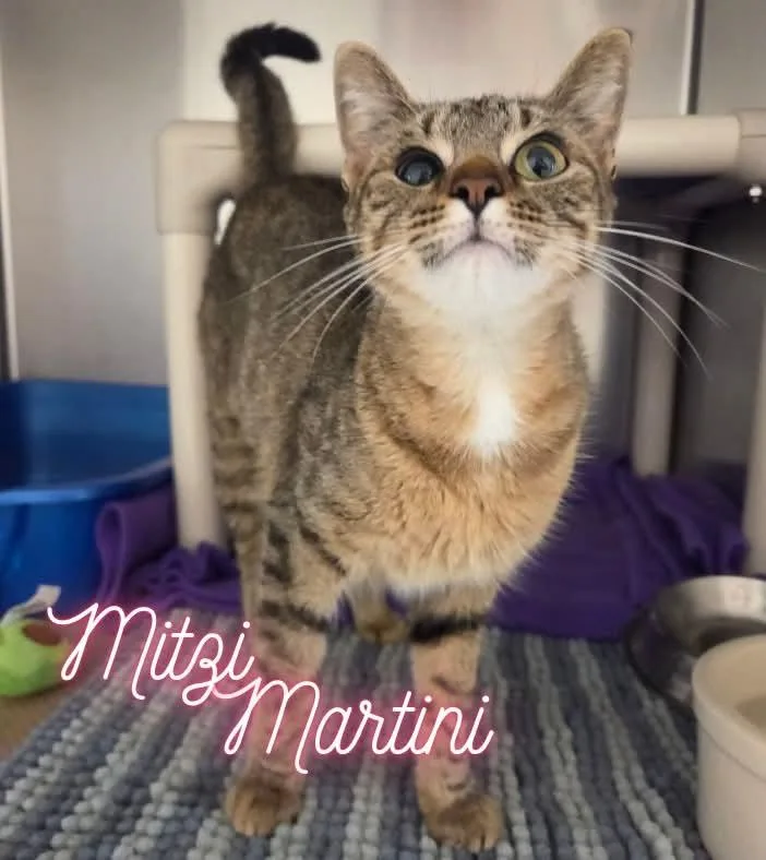 A young medium-sized female Tabby (Brown / Chocolate) Domestic Short Hair cat named Mitzi Martini for adoption in Nevada, IA