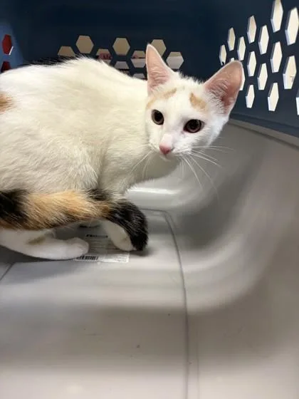An adult small-sized female Domestic Short Hair cat named Rara for adoption in West Chester, PA