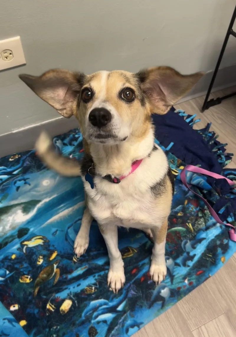 An adult small-sized female Tricolor (Brown, Black, & White) Beagle dog named Betty for adoption in Plainfield, IL