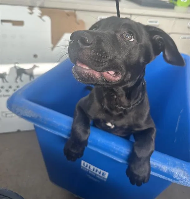A baby large-sized male Mixed Breed dog named Mackenzie for adoption in Dallas, TX