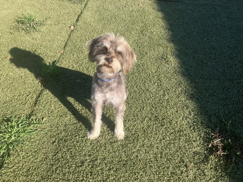 A young small-sized male Yorkshire Terrier dog named Bennet for adoption in St. Anthony, ID