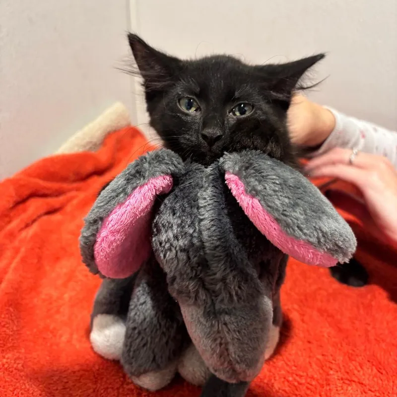 A baby small-sized male Black Domestic Medium Hair cat named Bradley for adoption in Tampa, FL