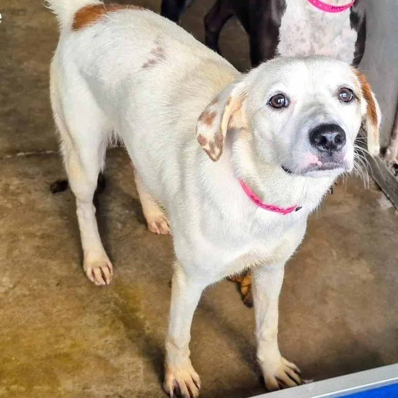 An adult medium-sized female White / Cream Shepherd dog named Sierra for adoption in Edinburg, TX