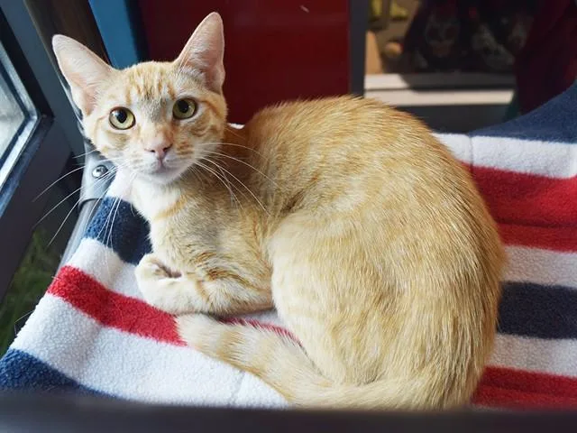 A young medium-sized female Domestic Short Hair cat named Bianca for adoption in Sacramento, CA